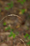 Bearded shorthusk 